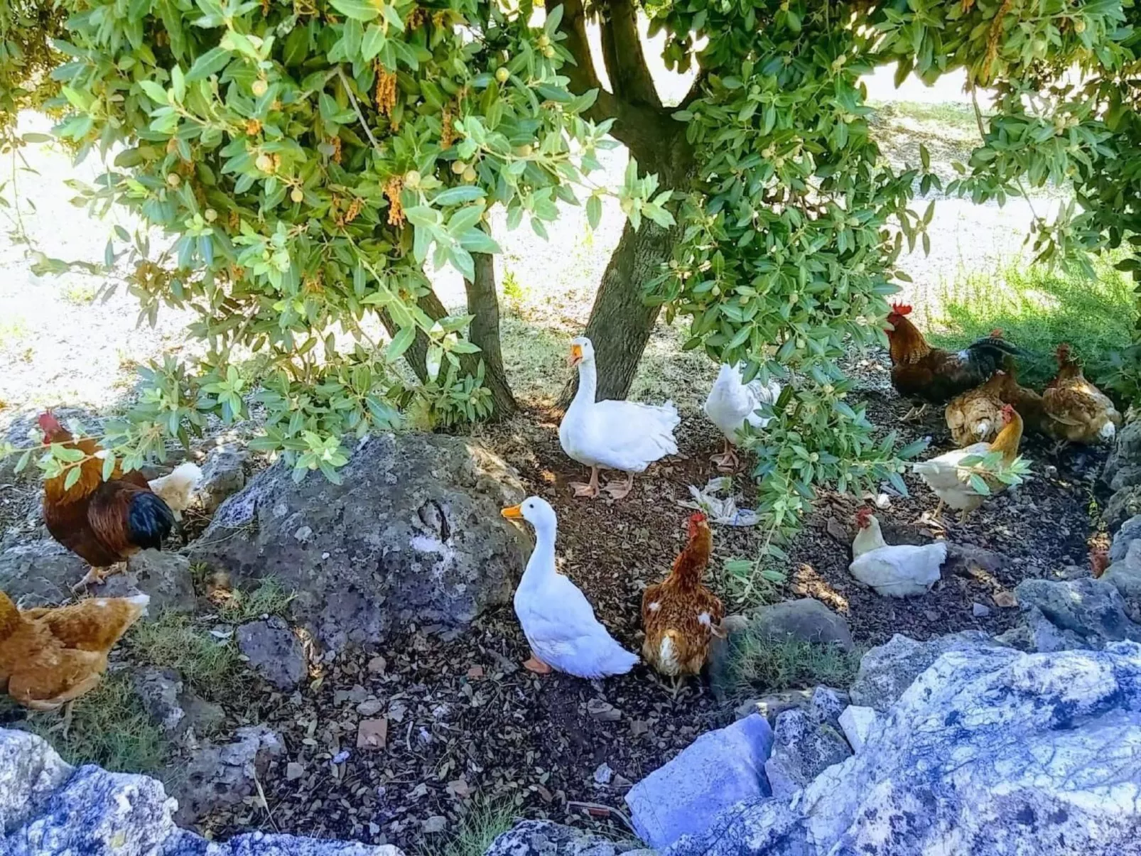 Ranch Visoka in Selca mit Panoramablick aufs Meer-Buiten