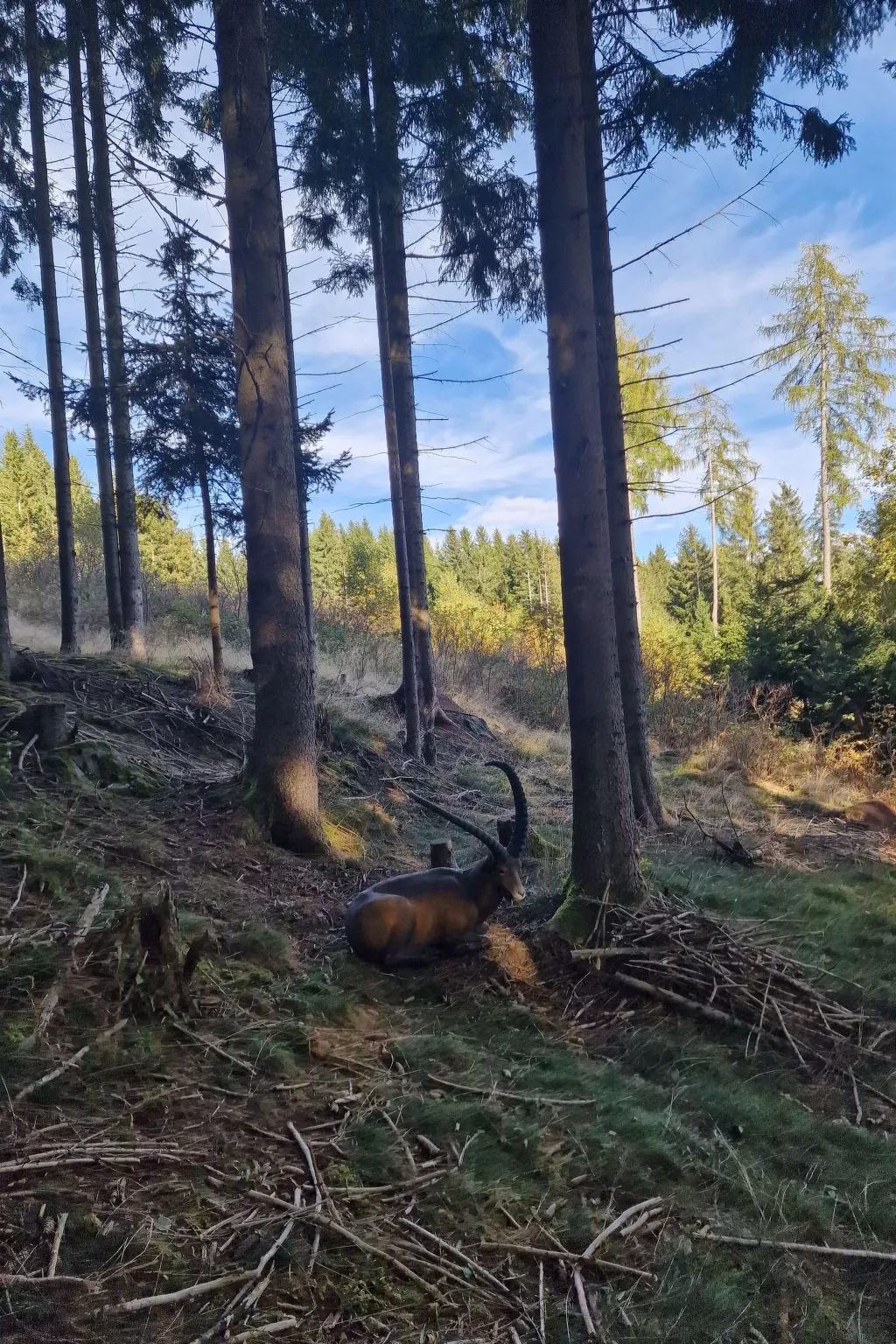Knusperhäuschen Maria Nikolett in Wolfsberg-Buiten