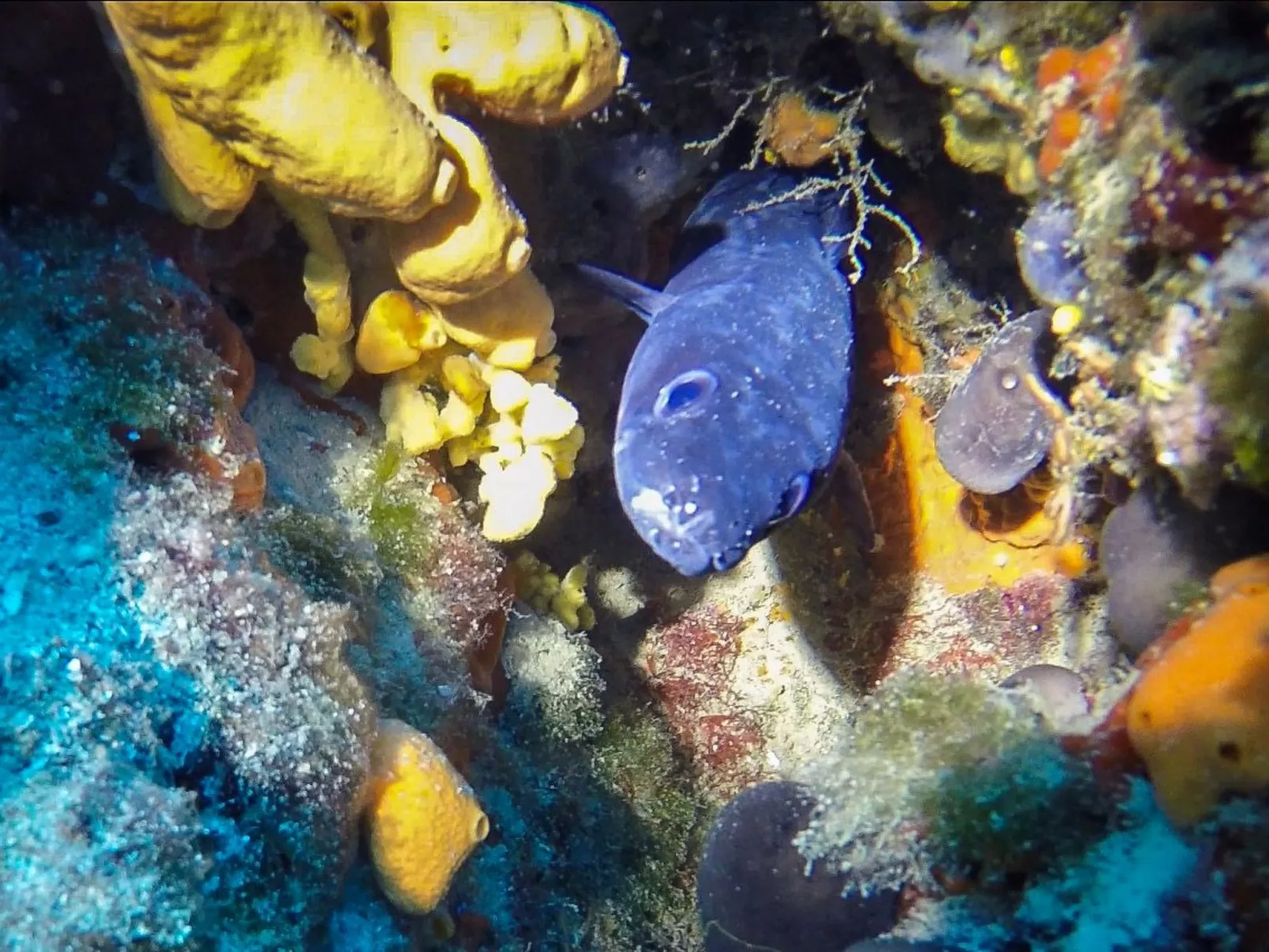 Villa Prana-Image-tags.info