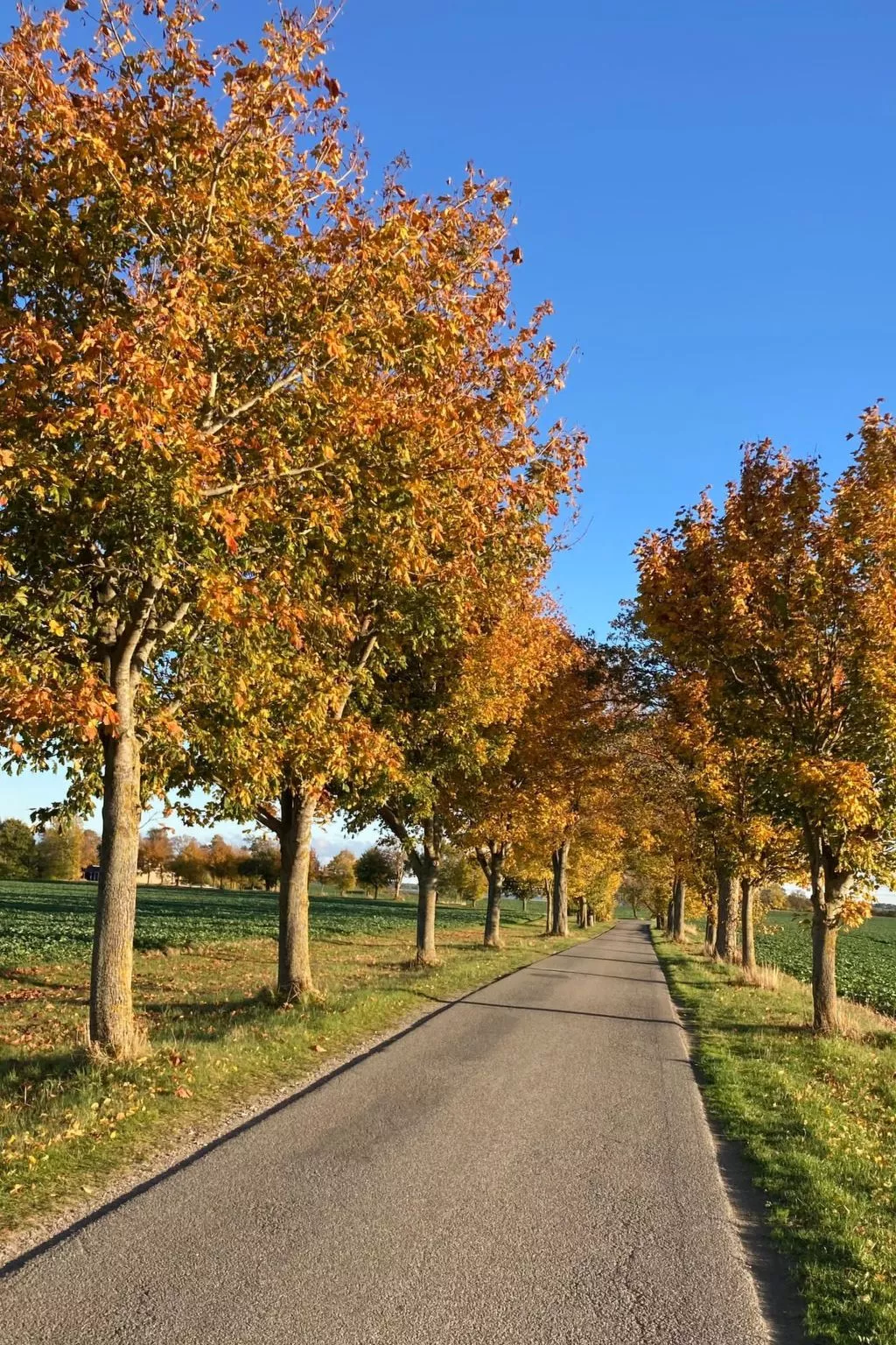 Komfortables Ferienhaus in Breege mit Sauna-Image-tags.info