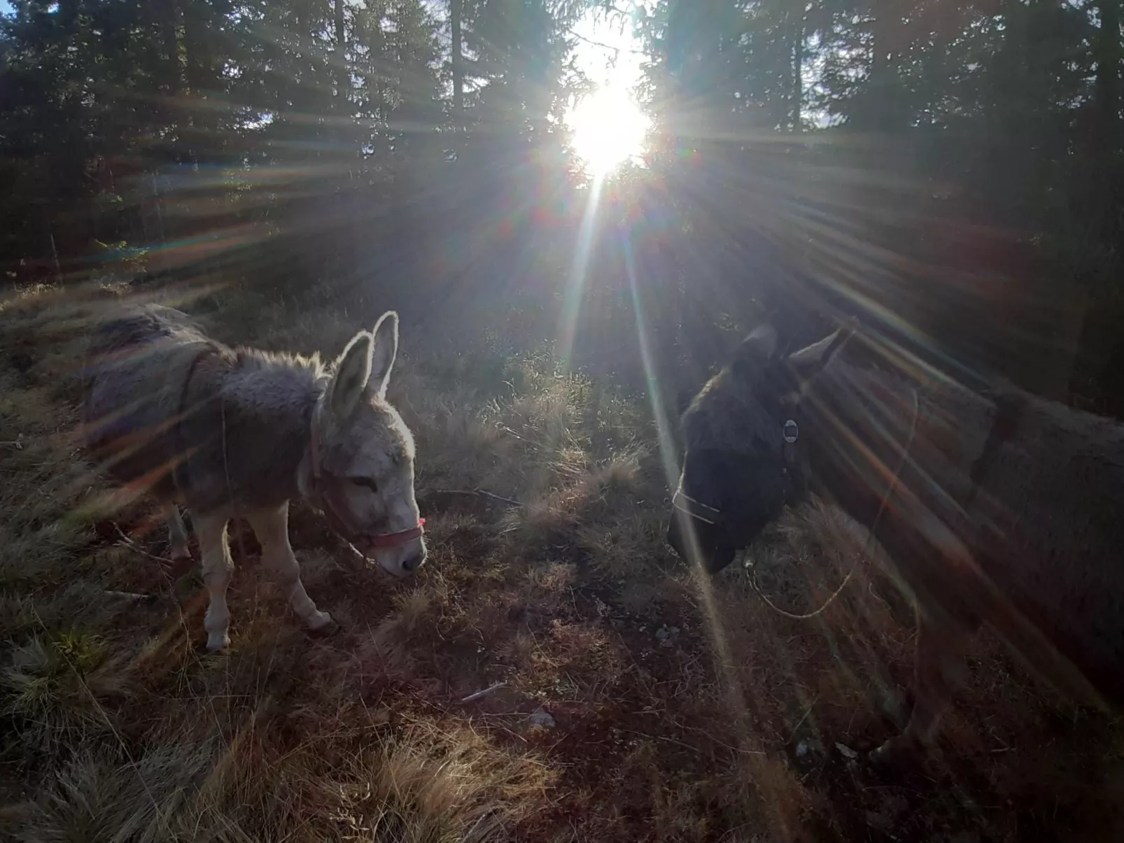 Lachtalhütte-Buiten