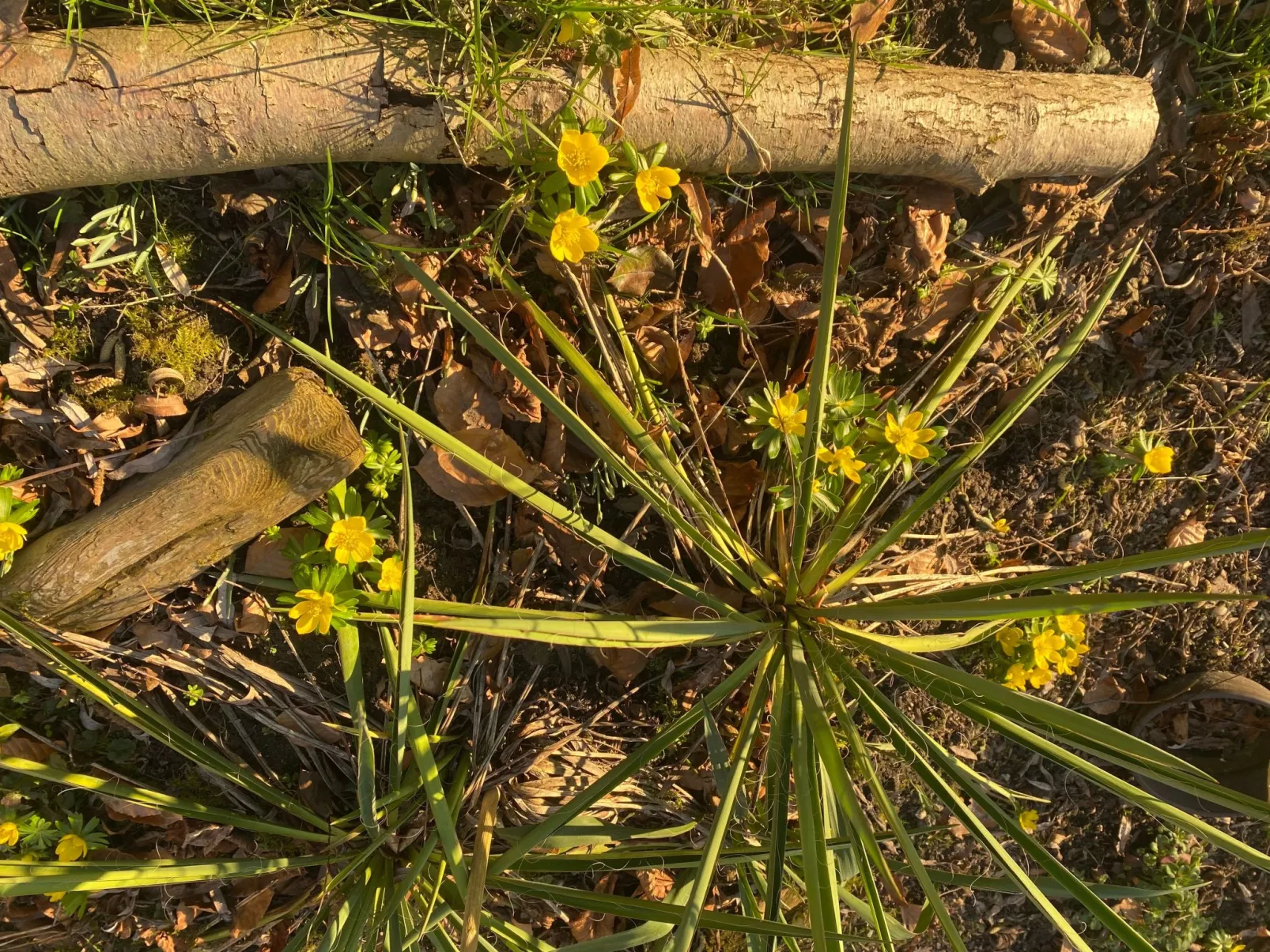 Altes Pastorenhus-Buiten