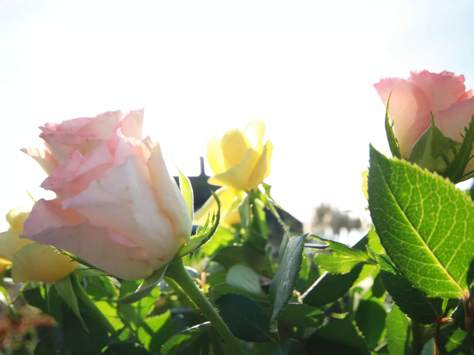 Reethaus Störtebeker-Buiten