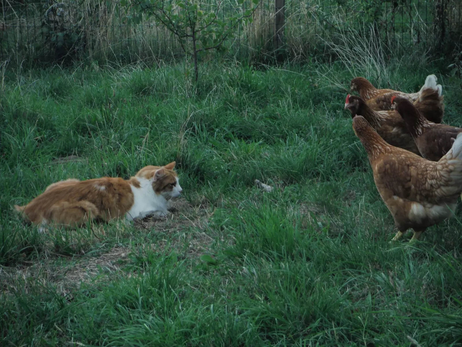 Domäne auf dem Bauernhof-Image-tags.info
