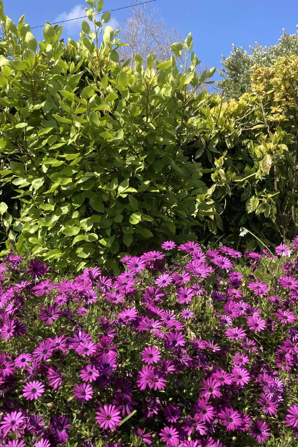 Villa DUXCAAR-Buiten