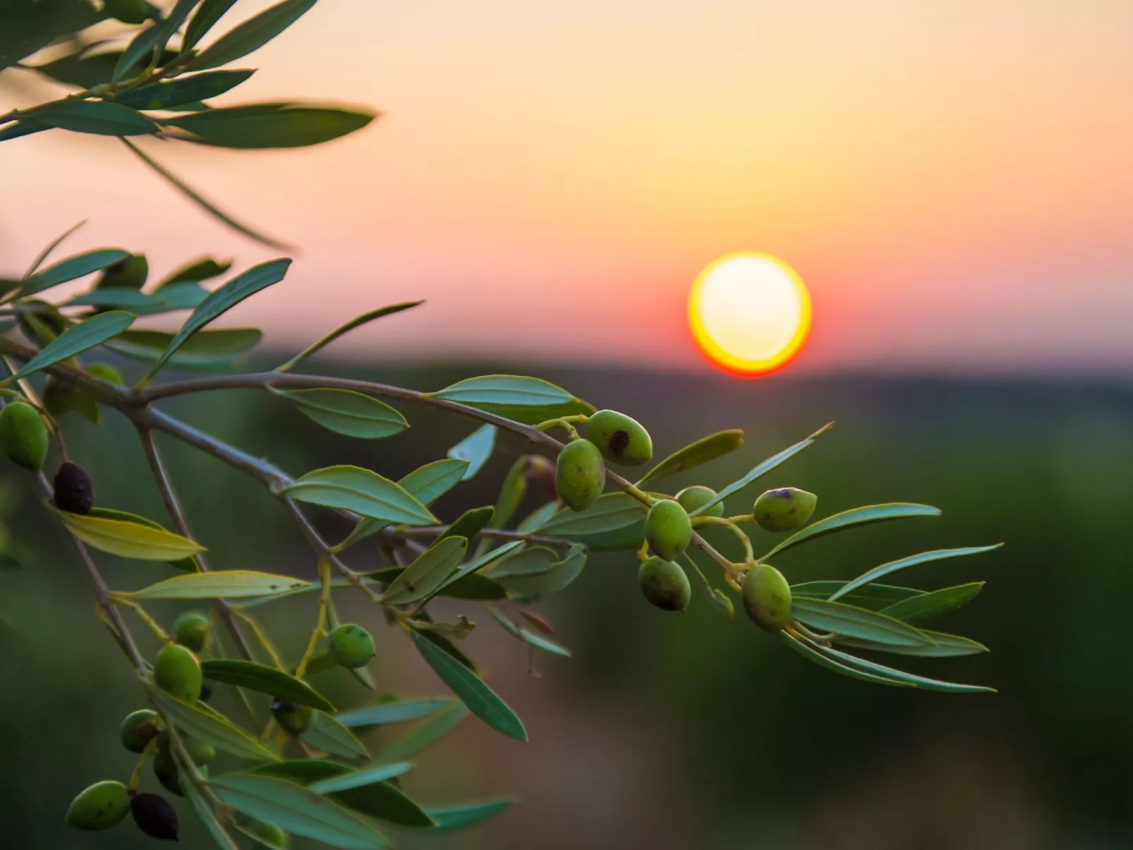 Villa Mathea - Kreta - Große Luxusvilla mit privatem Pool - Zentrale aber ruhig-Buiten