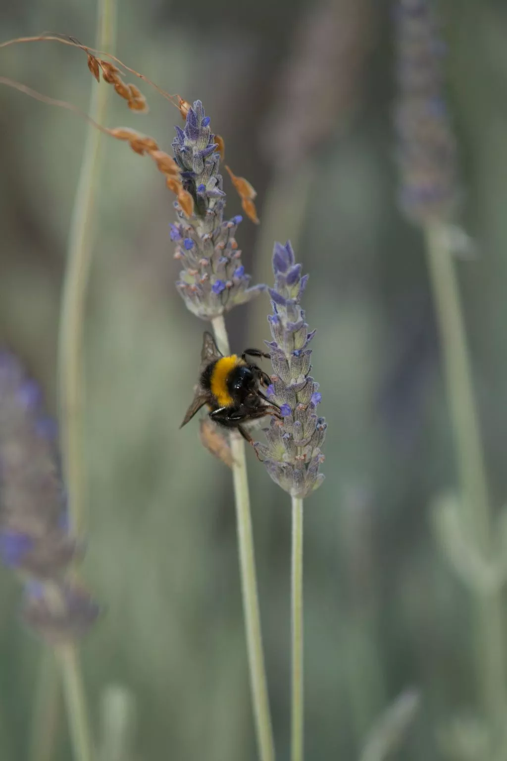 Der Garten von Zephyrus - West-Image-tags.info