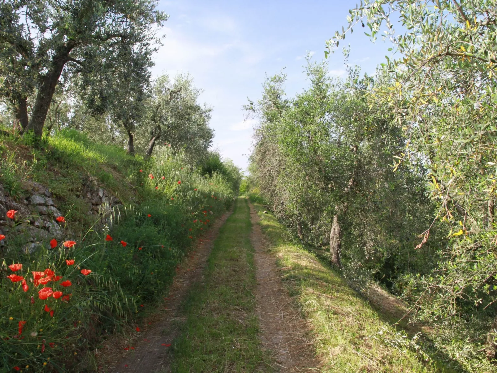Wohnung 'Giulia 6' mit Pool-Buiten