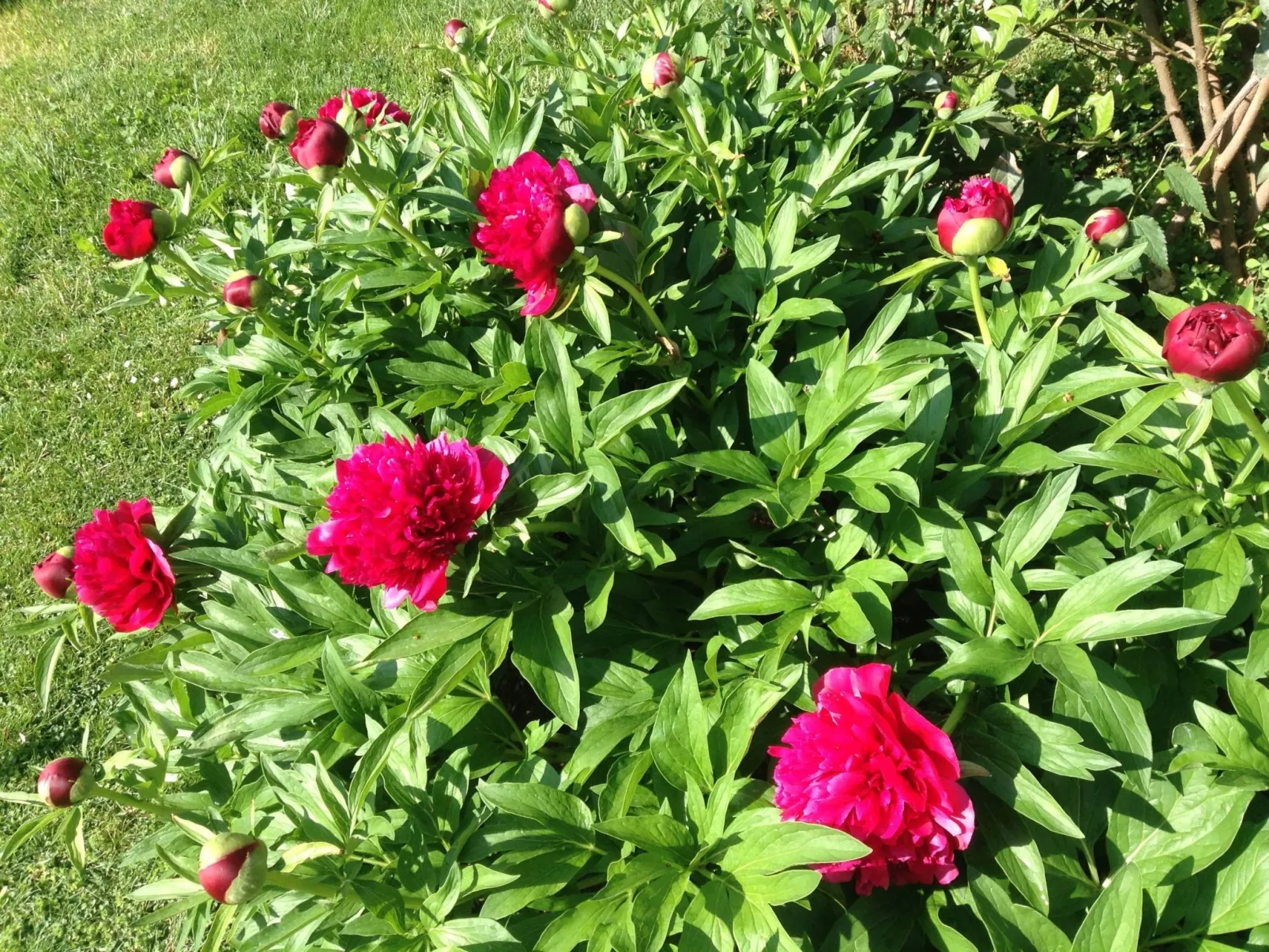 La Mimosa Franciacorta Lago d'iseo-Buiten