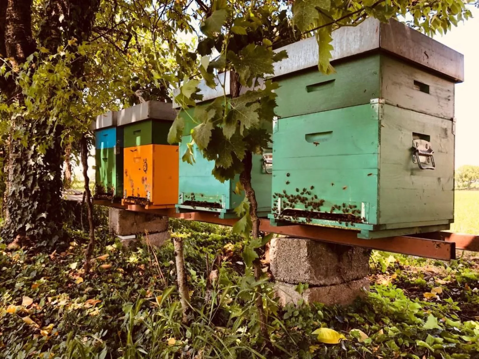 Das Landgut "Corte Canale Virgilio" mit Balkon-Buiten