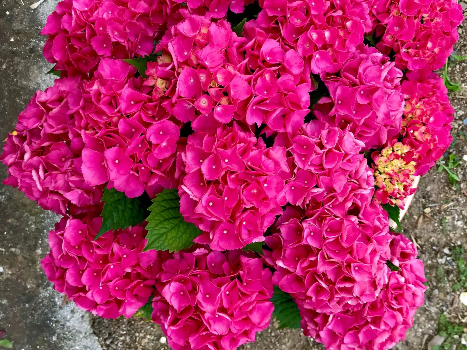 Casa Belvedere-Buiten