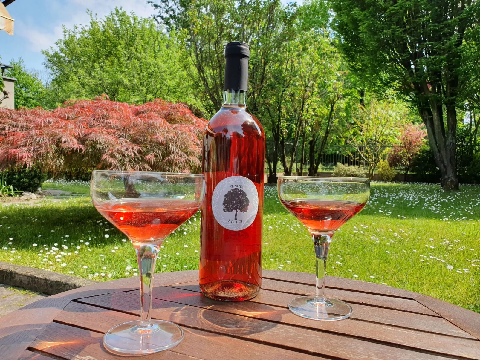 Flache Kornblume-Image-tags.info