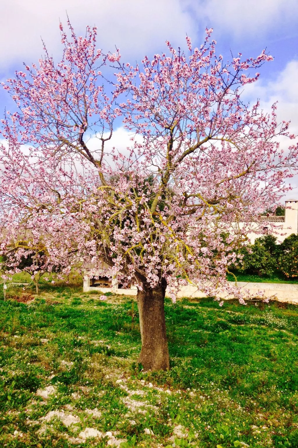 In Manacor mit Eigenem Pool - Image-tags.info