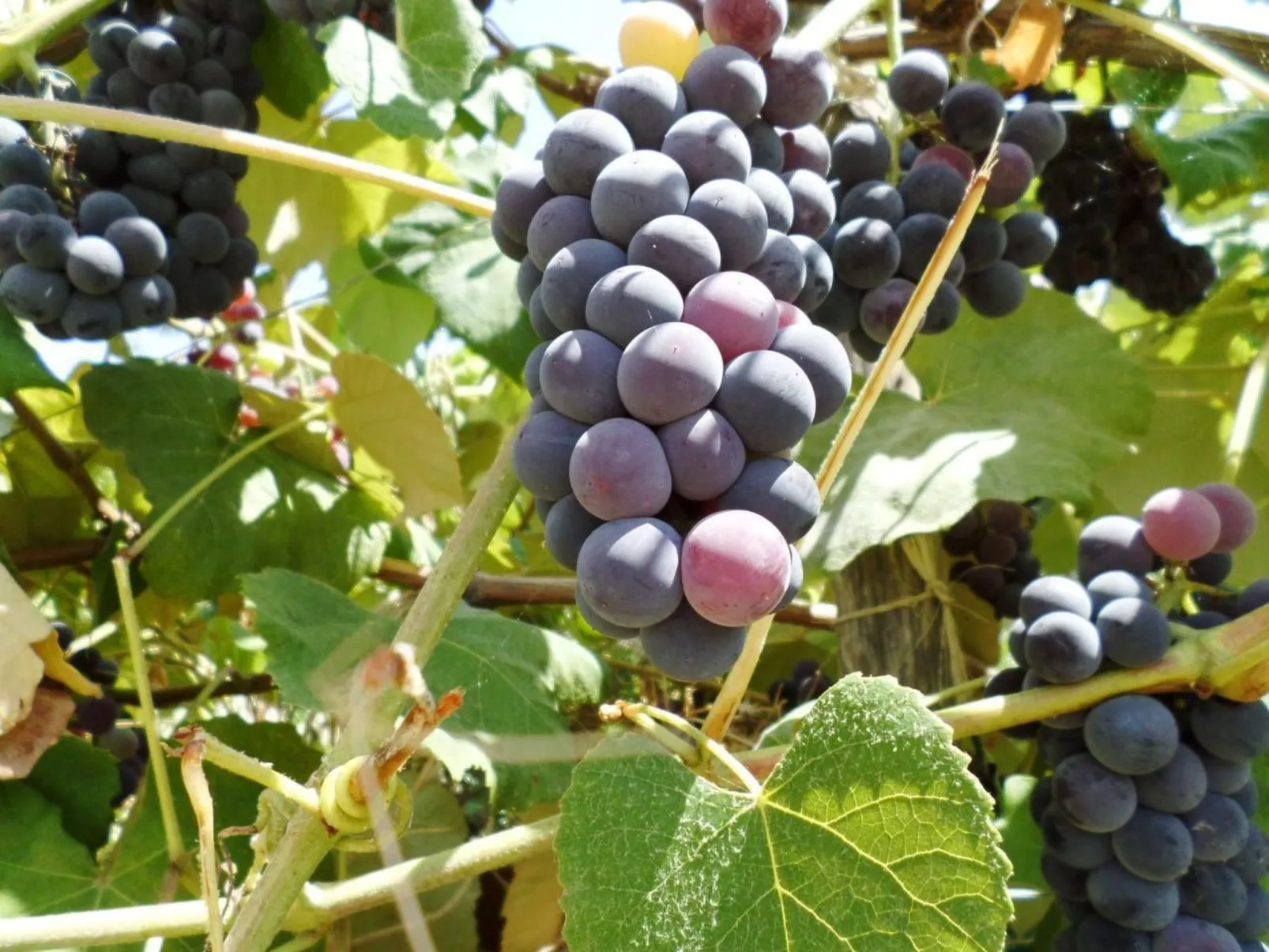 Das Landhaus von Kleopatra und Marcantonio-Buiten