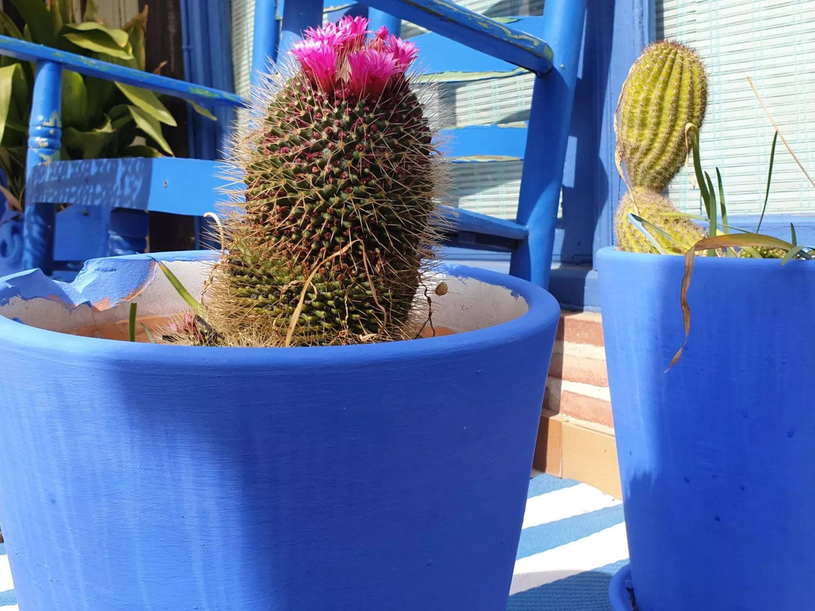 Das Lotus-Haus-Image-tags.info