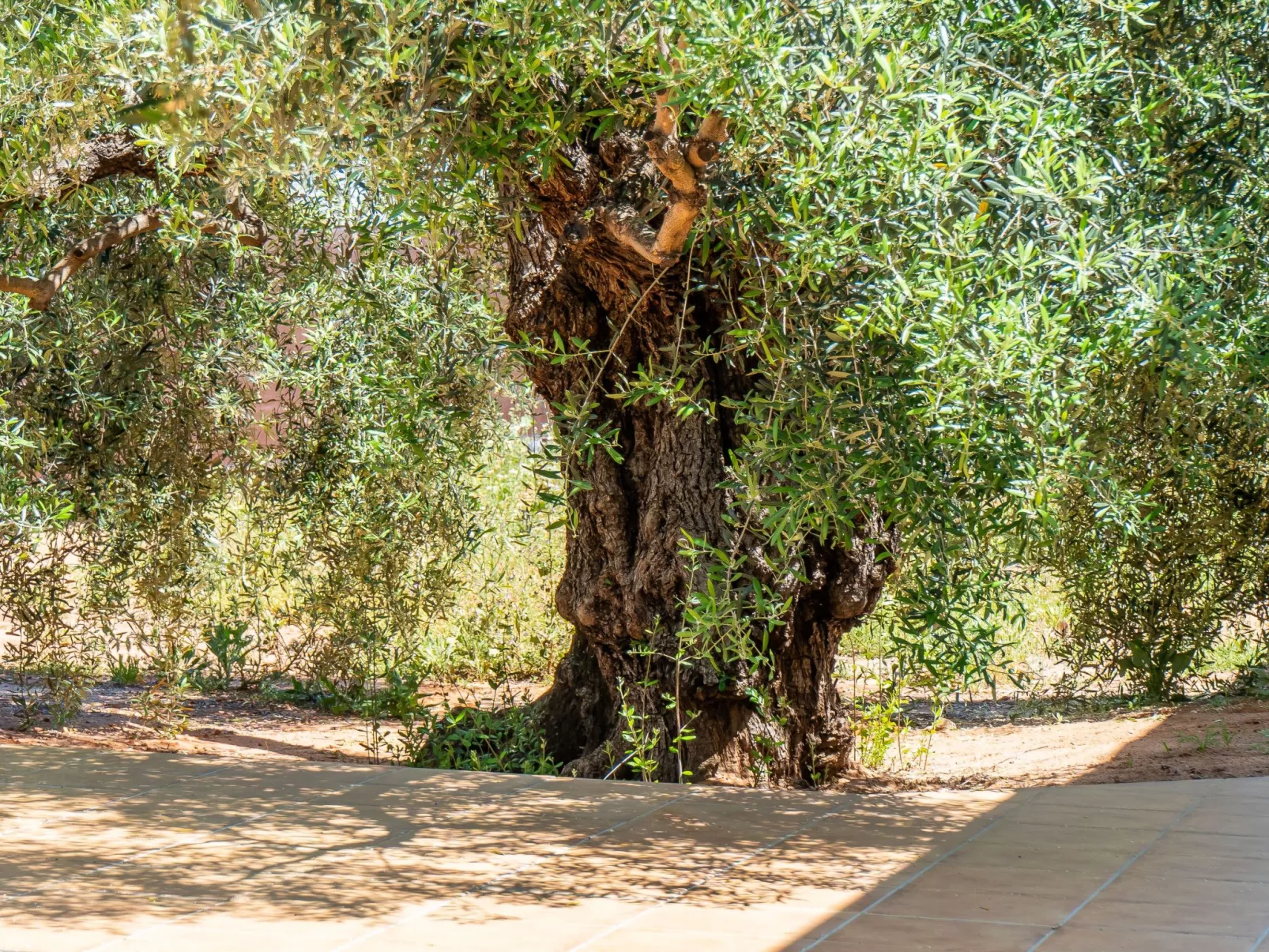 Olivera Country Cottage-Buiten