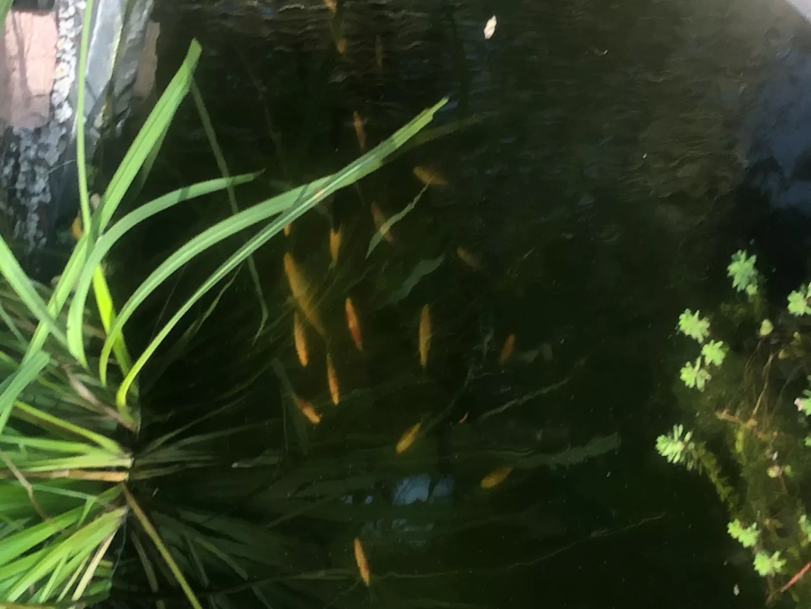 Spitzwegerich-Buiten