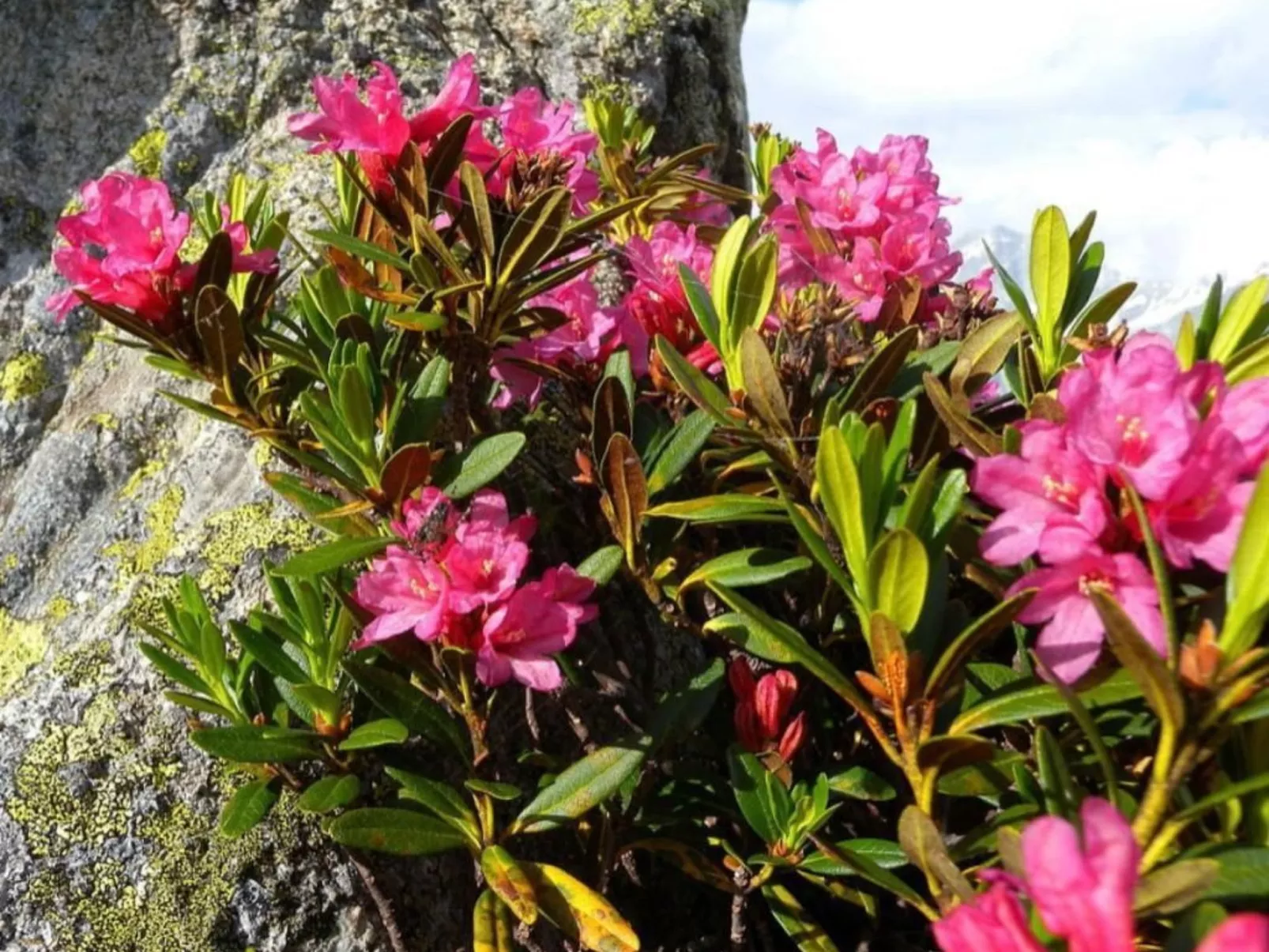 Chesa Islas, Wohnng 11-Buiten