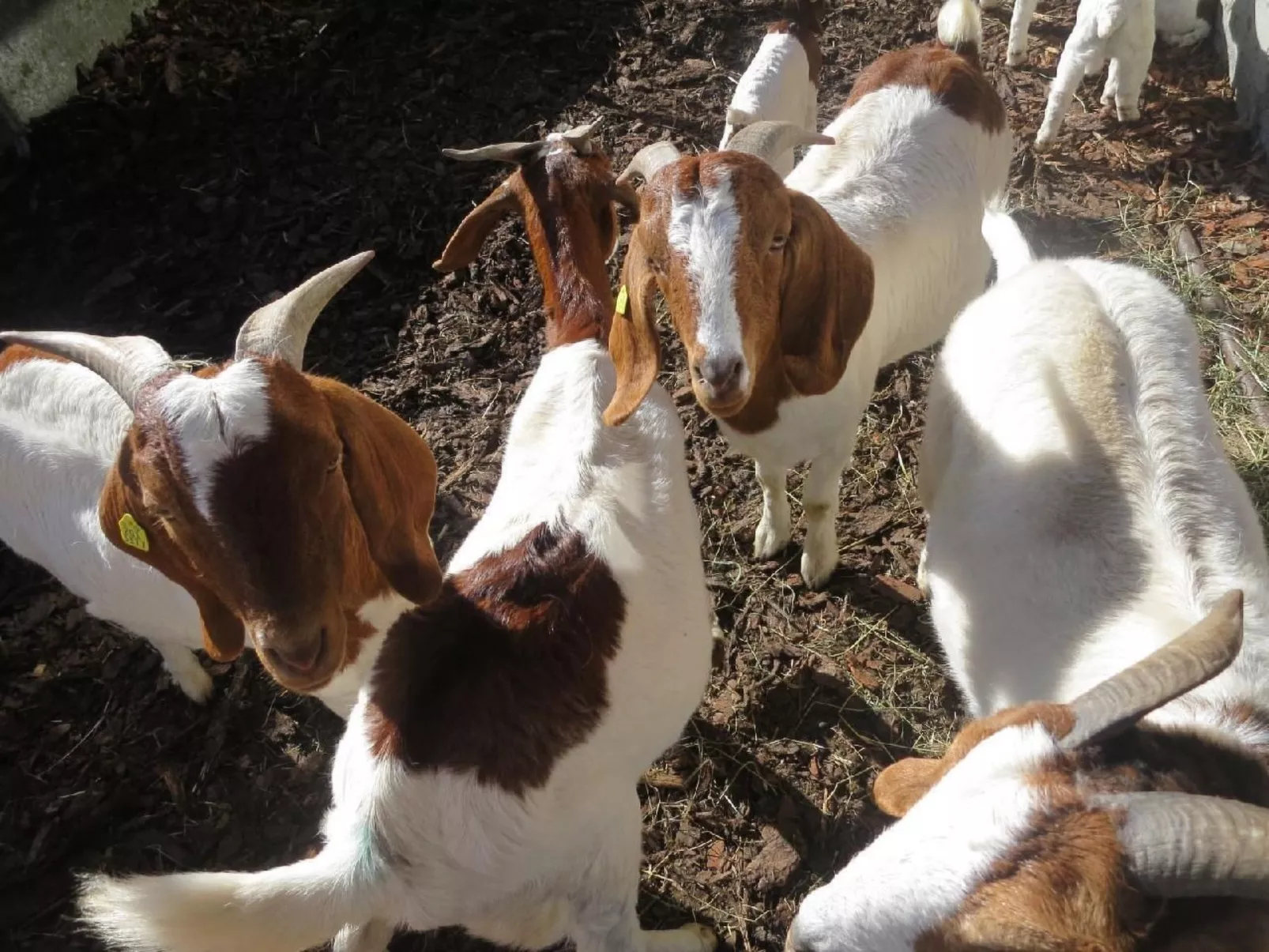Biohof Langberg-Buiten