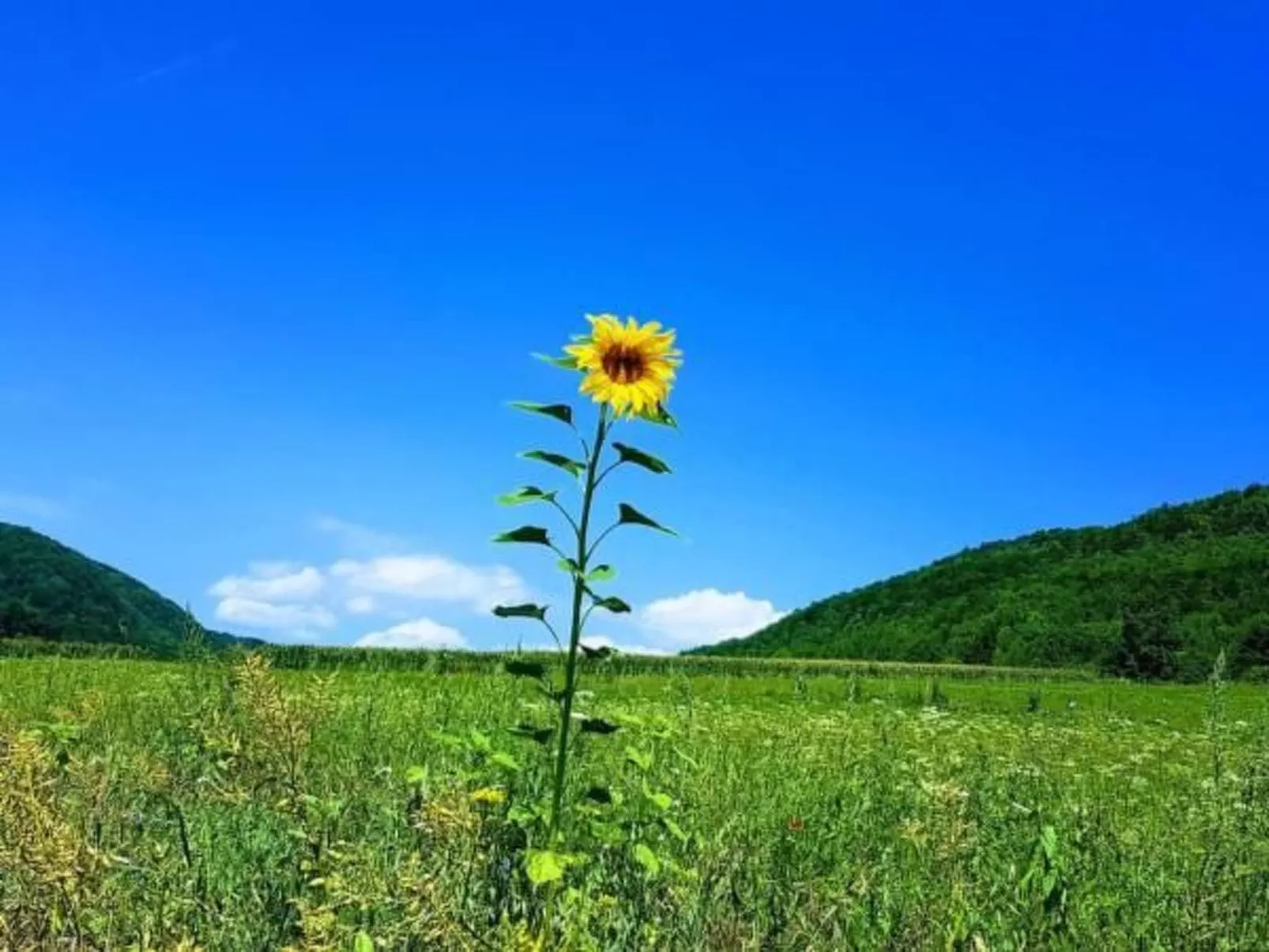 Ferienwohng. Susanne-Buiten
