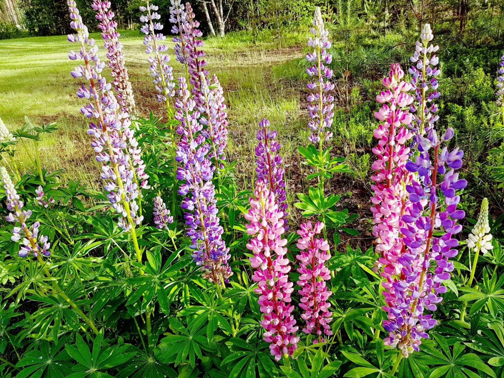 Villa Norrsken-Buiten