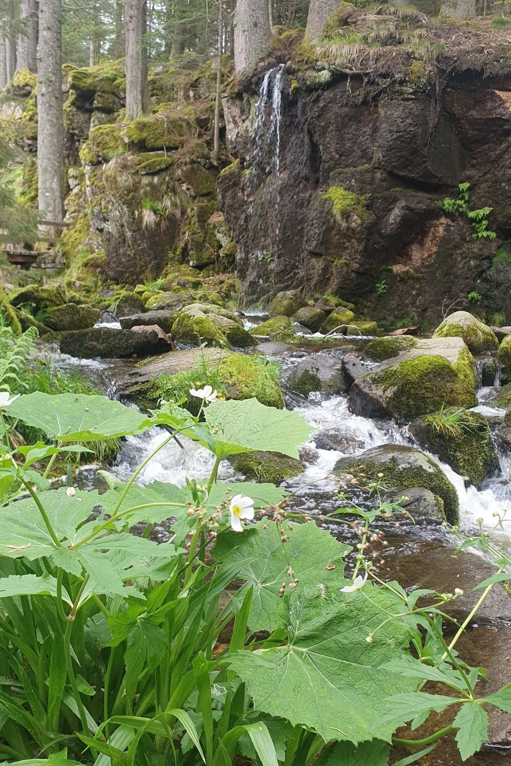 Gästehaus a Feldberg-Buiten