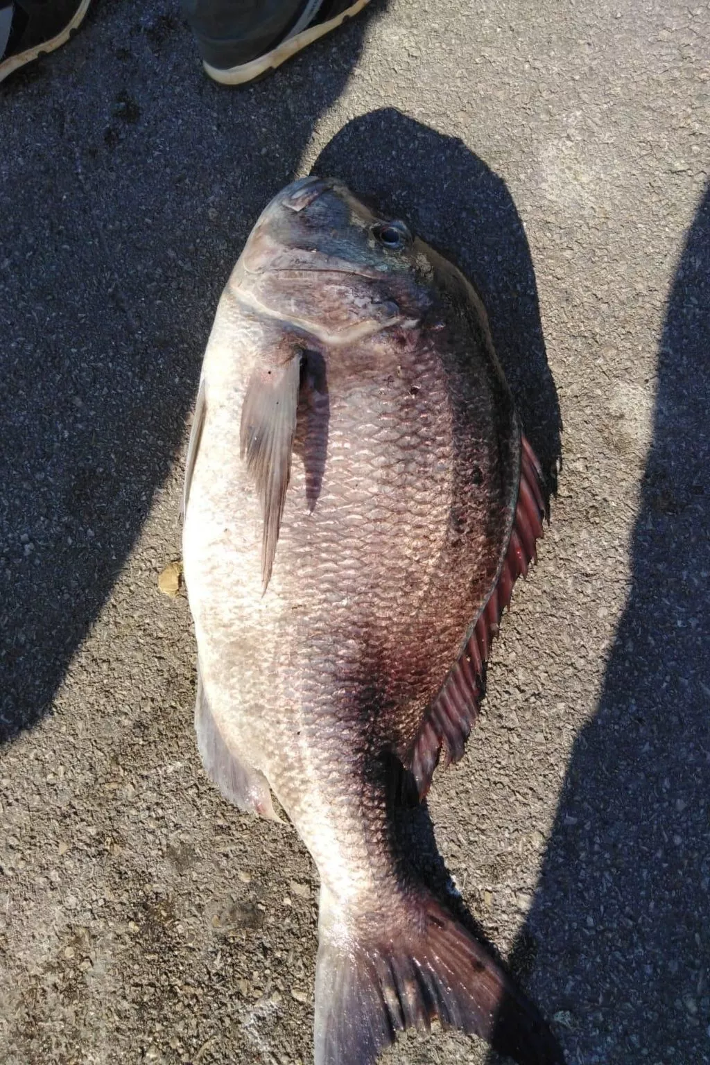 Strandhaus Danica - Ferienanlage Bain, Žut - Kornati-Image-tags.info
