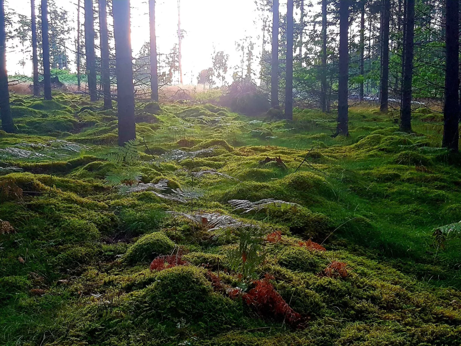 Villa Bullerbü-Buiten