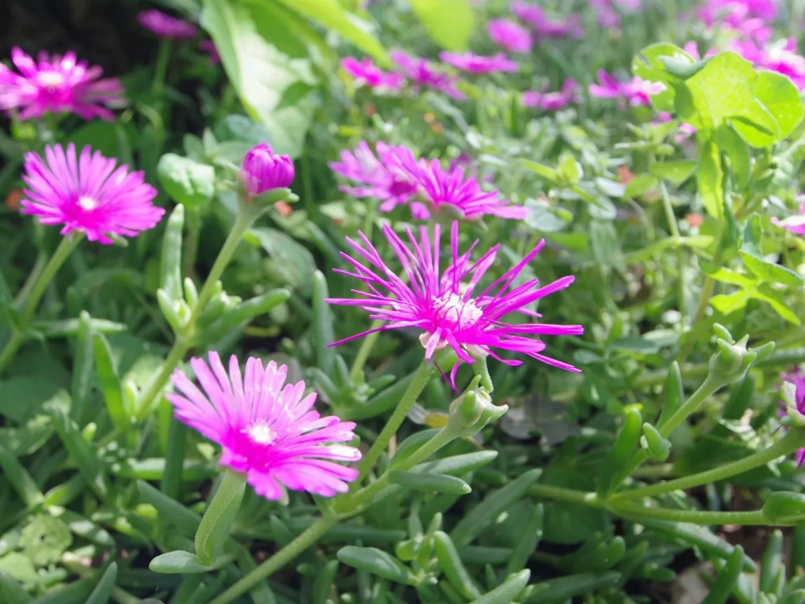 Haus Mauro-Image-tags.info