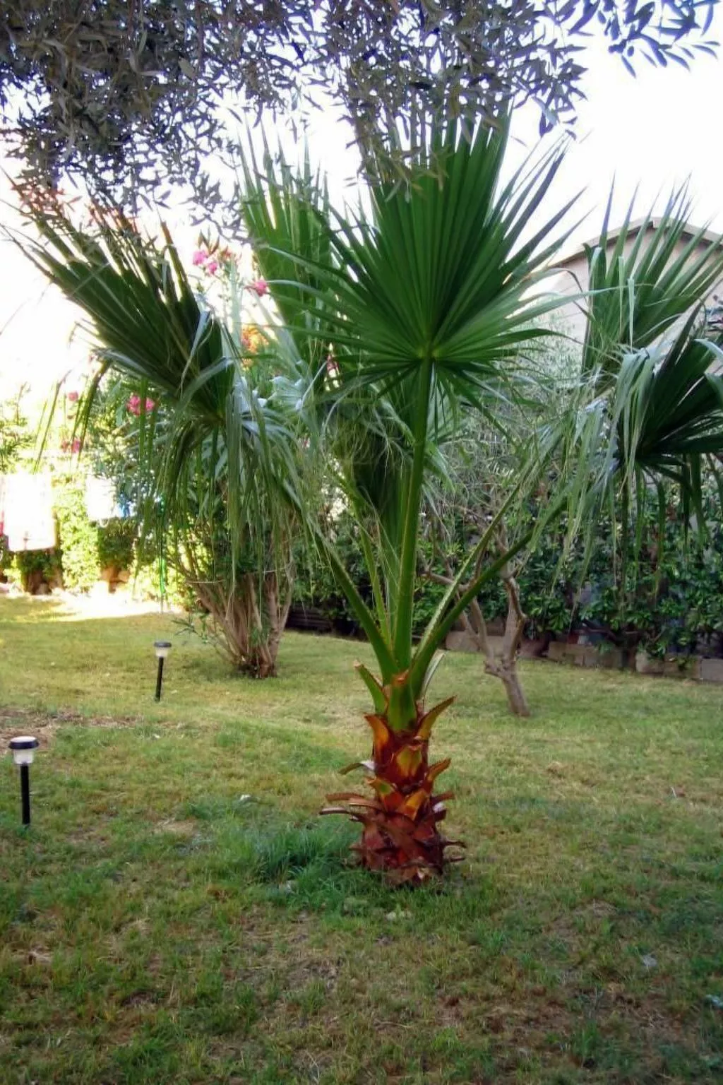 Große Ferienwohnung in Pag mit Privater Terrasse-Buiten