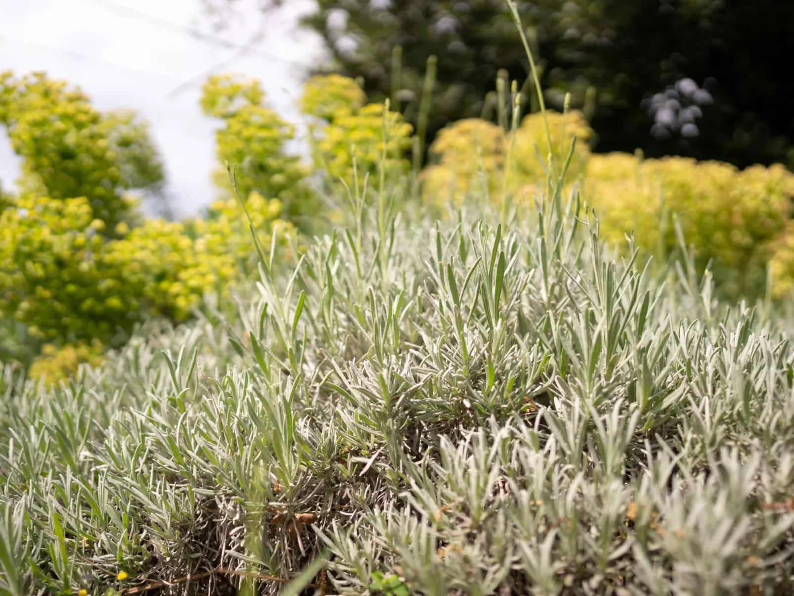 Tiny house Laurel - 70 Meter vom Strand entfernt-Buiten