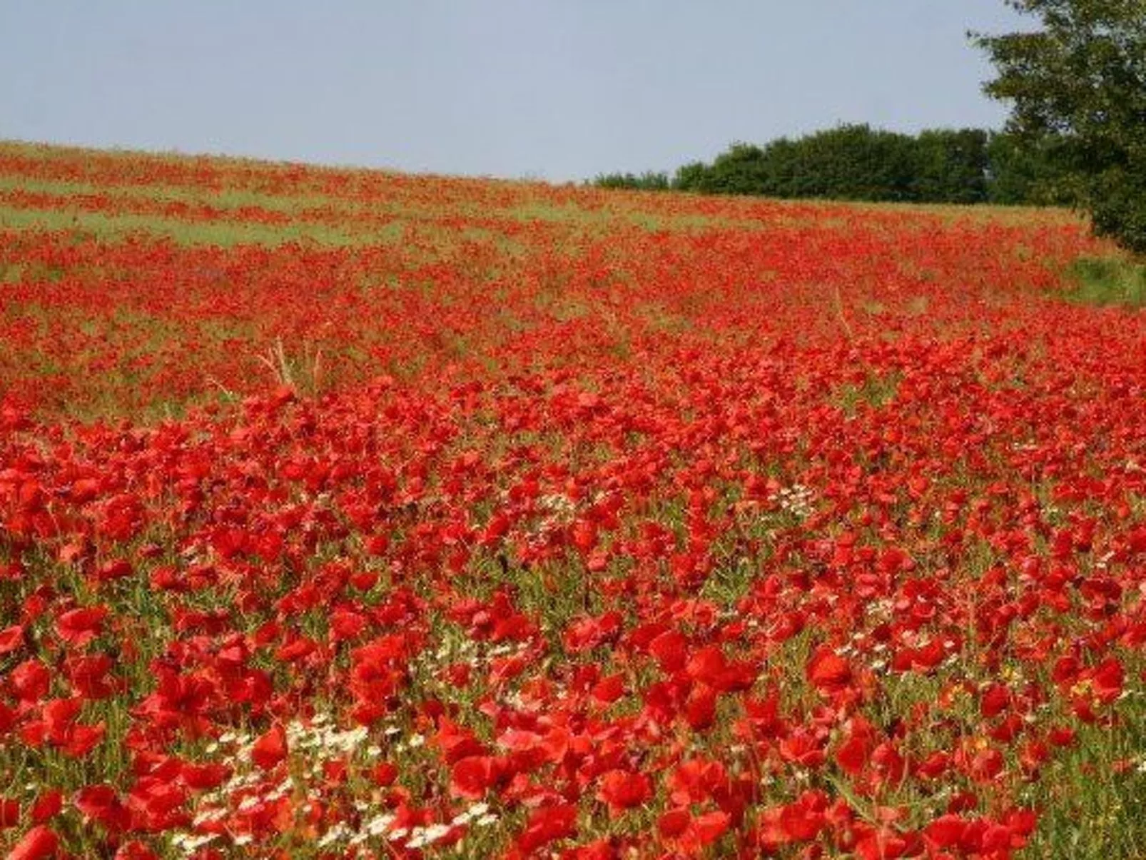 Kliff Königshörn-Buiten
