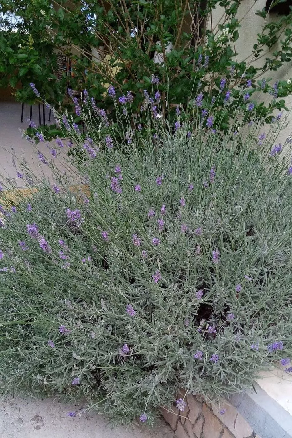 Für 4 Personen ca. 60 m&sup2; in Milna auf Brac, Adriaküste Kroatien (Kroatisch-Buiten