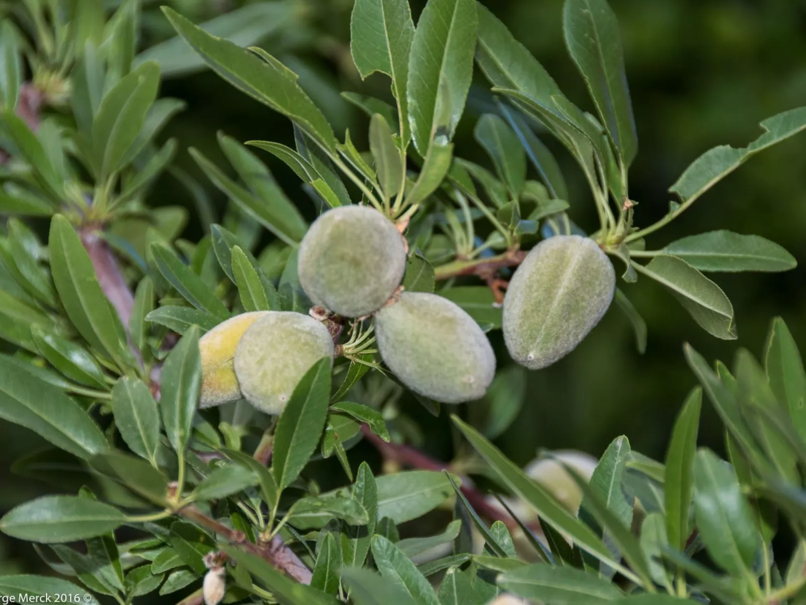 Pin parasol-Image-tags.info