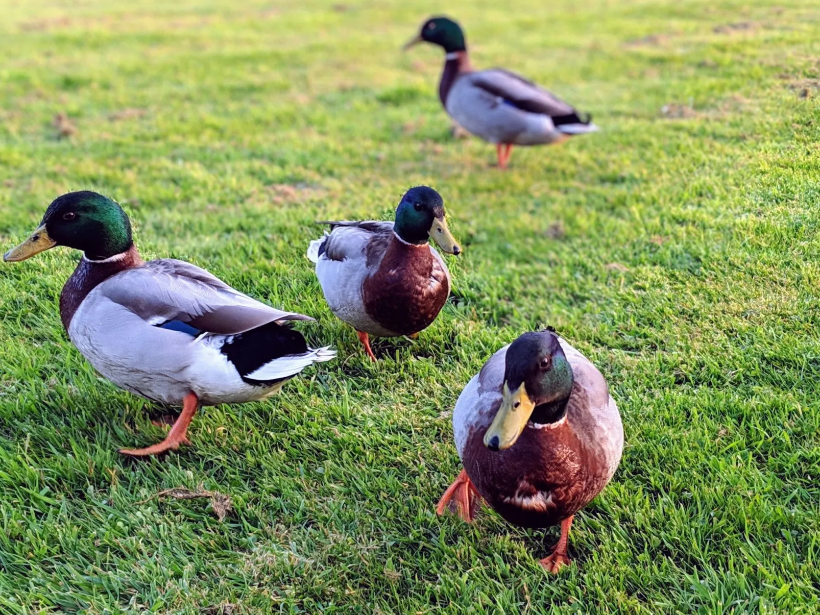 Estate "Le Pressoir" (Die Kelterei)-Buiten