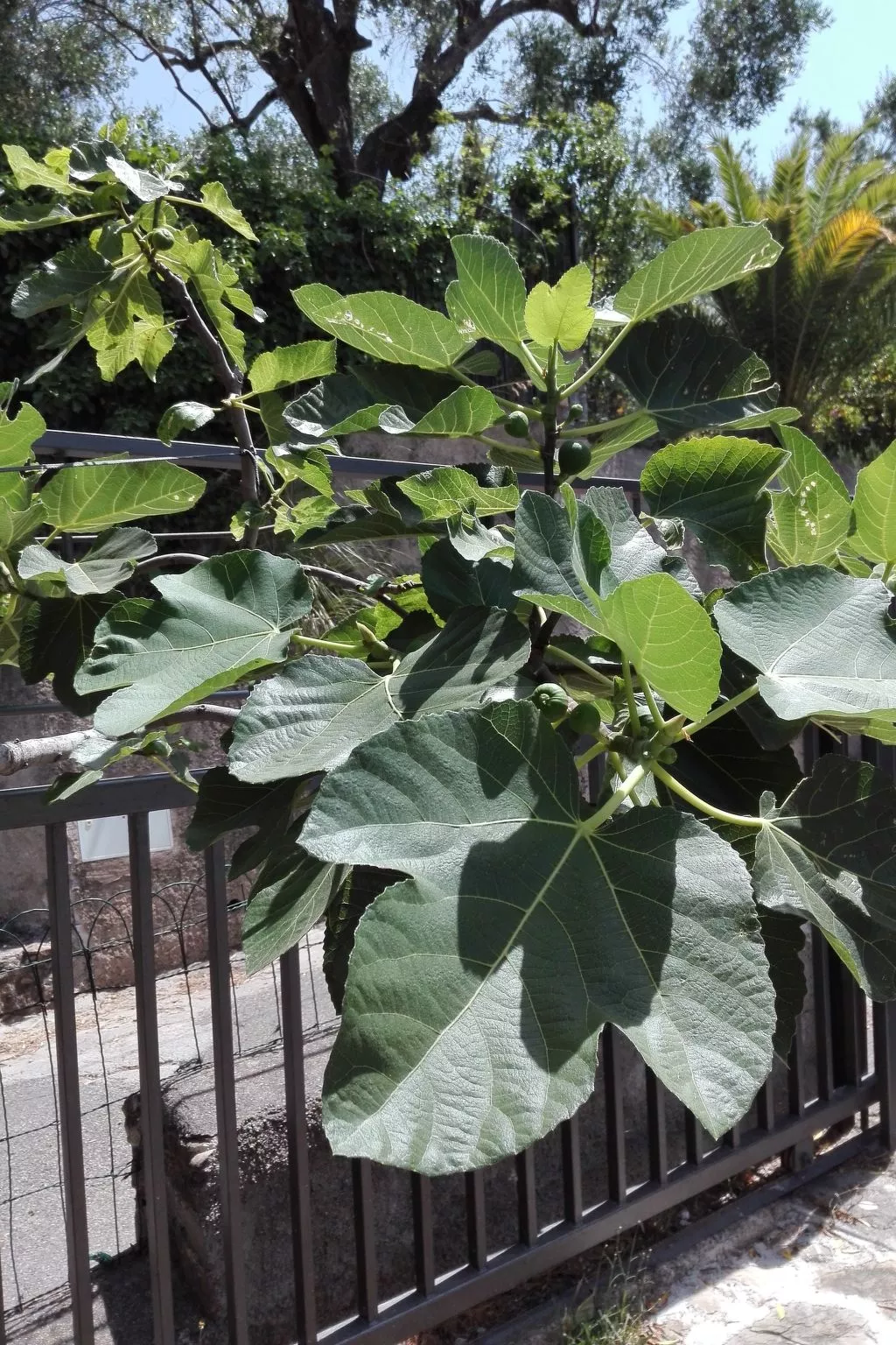 Strandnahe Wohnung in Pisciotta mit Grill-Buiten