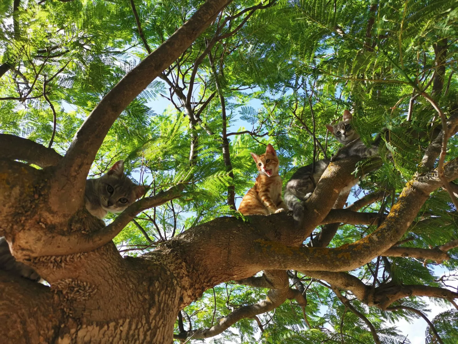 Wohnung 1 Zwei-Zimmer-Wohnung in Cattolica Eraclea-Image-tags.info