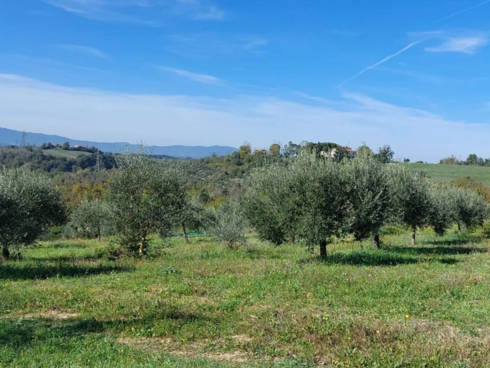 Flache Kornblume-Buiten