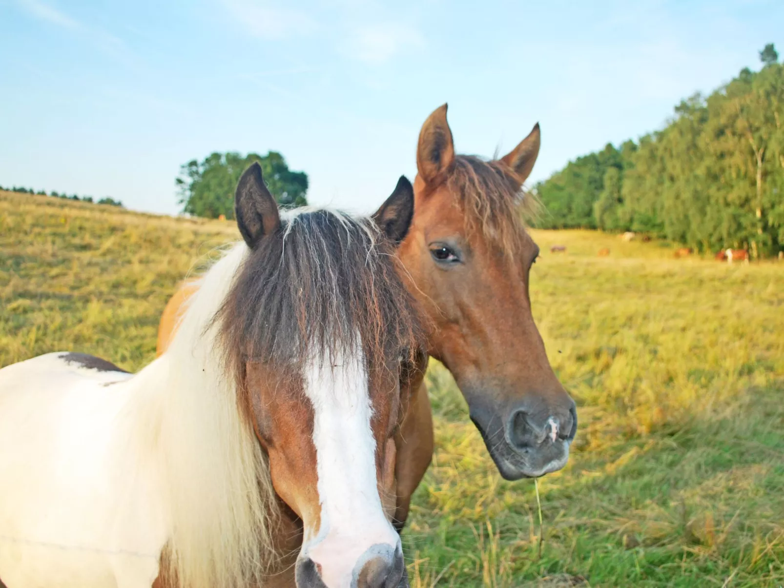 Mit Hund-Image-tags.info