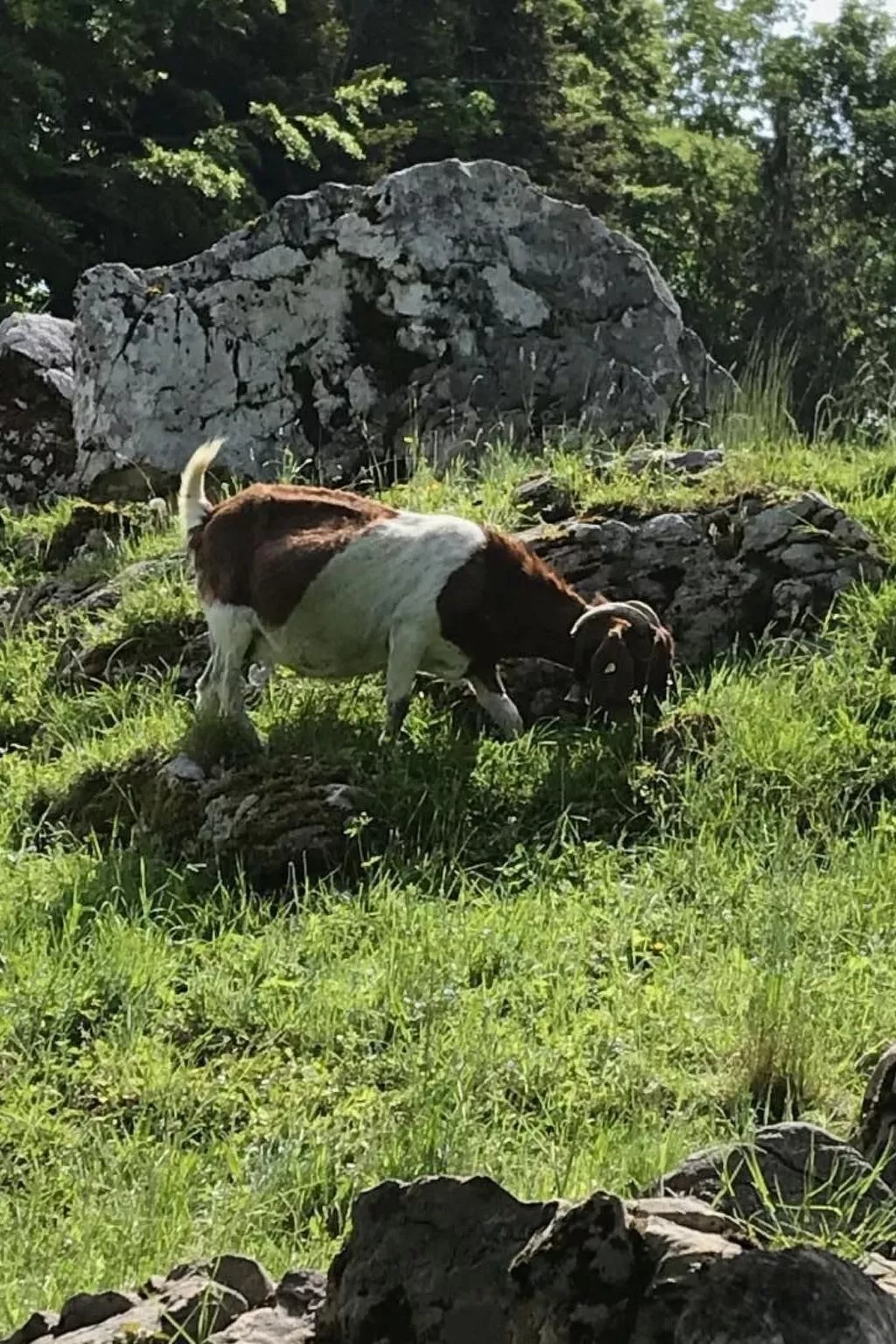 Villa Seelisberg mit Jacuzzi und Panoramablick-Image-tags.info