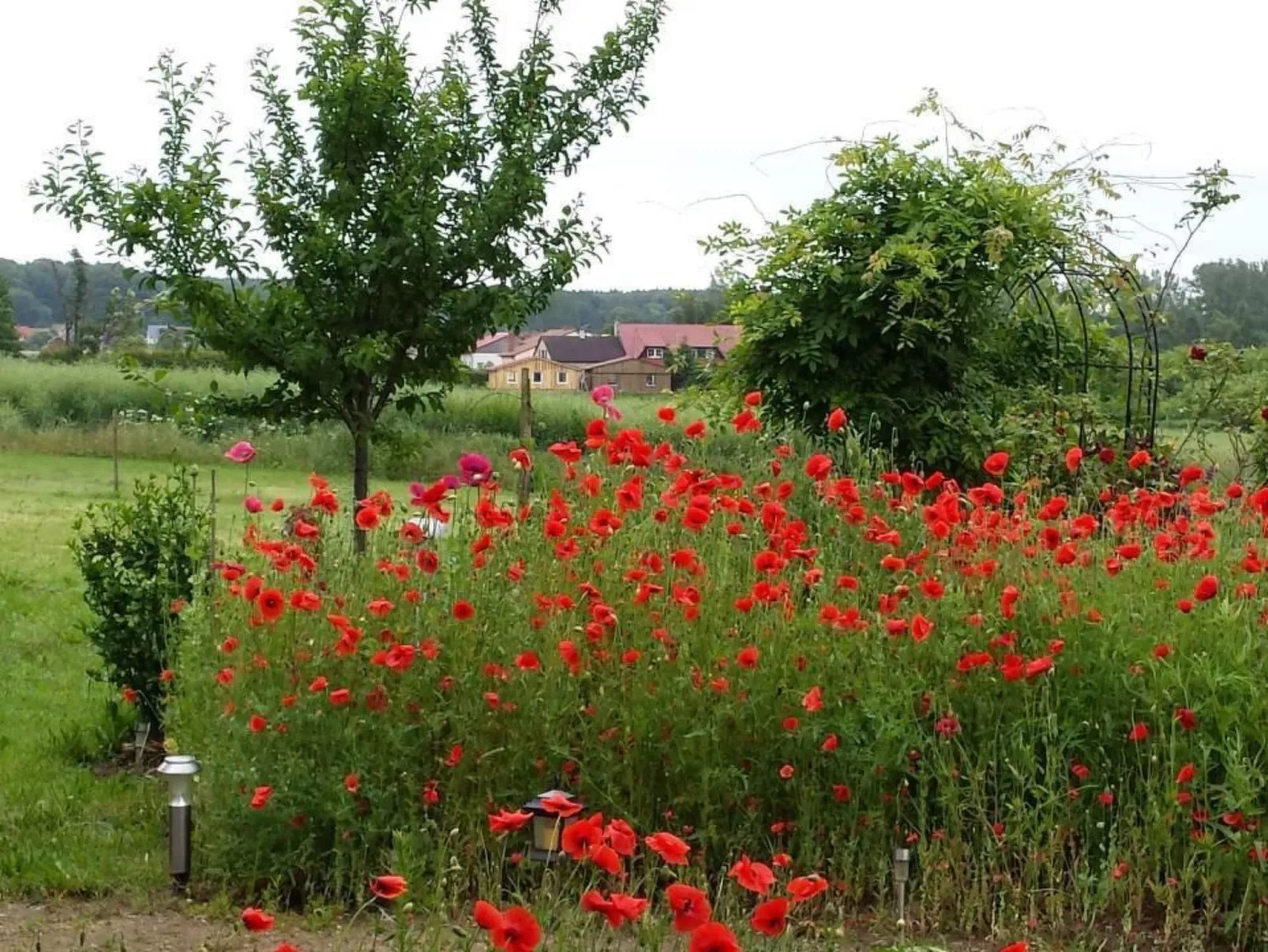 Schmetterling-Buiten