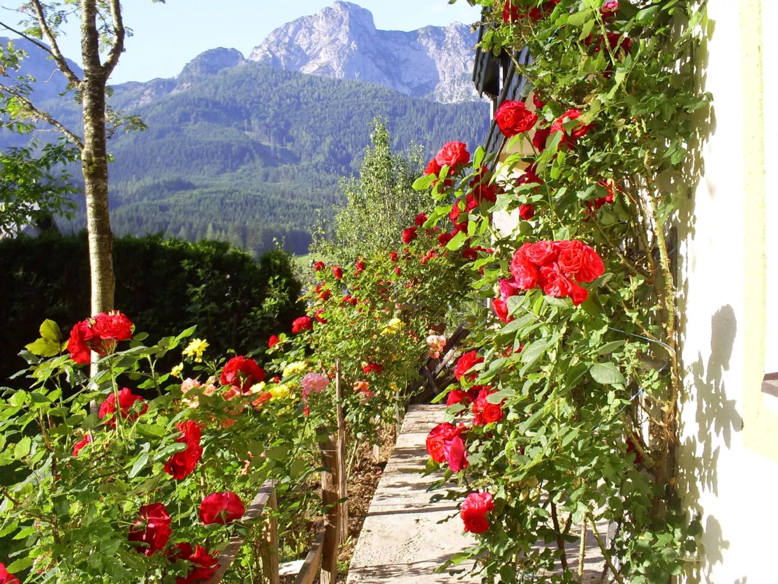 Gsenger in Abtenau-Buiten