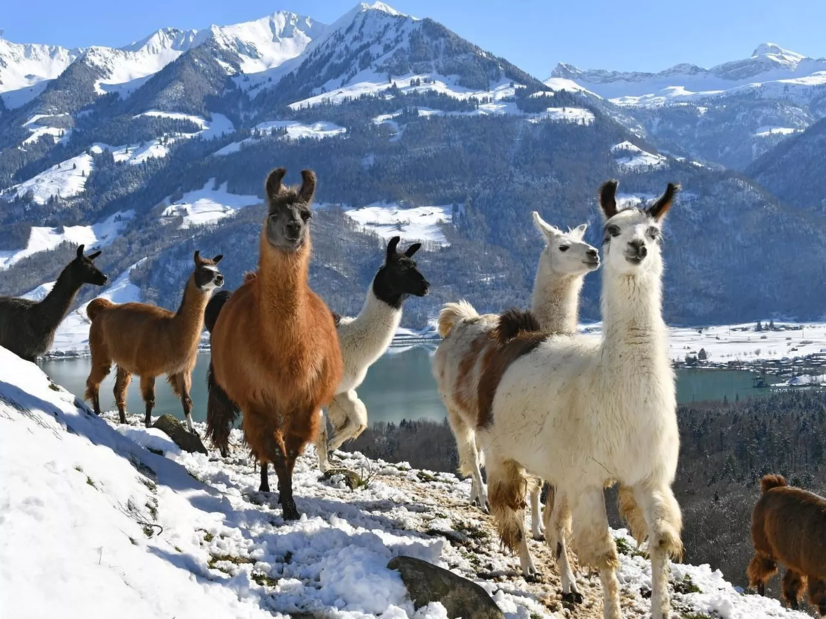 Holzhaus auf Lamahof-Image-tags.info