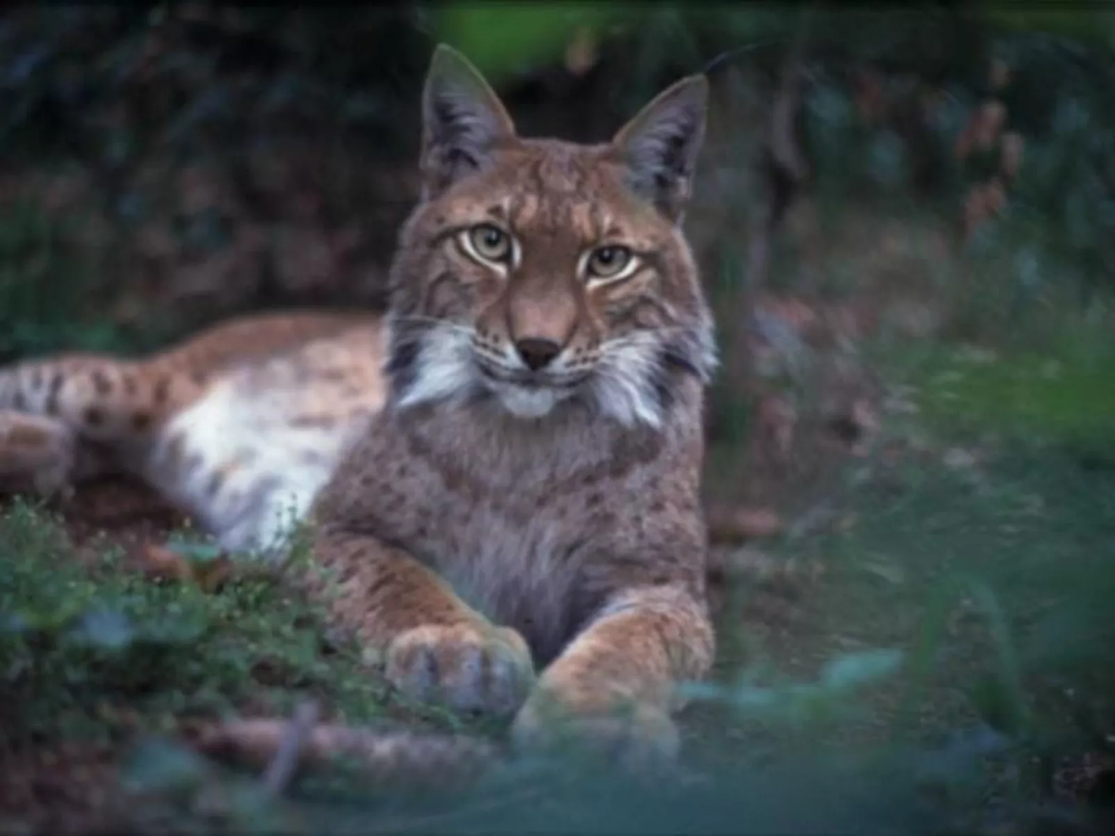 Harz-Haus-Bruns-Image-tags.info