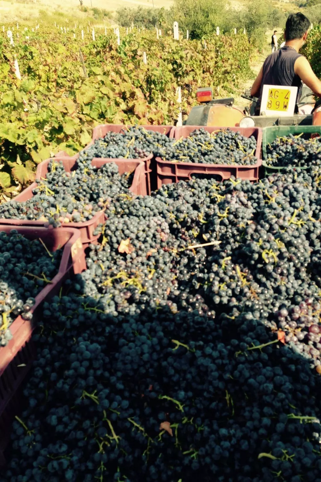 In Badolato Marina-Image-tags.info