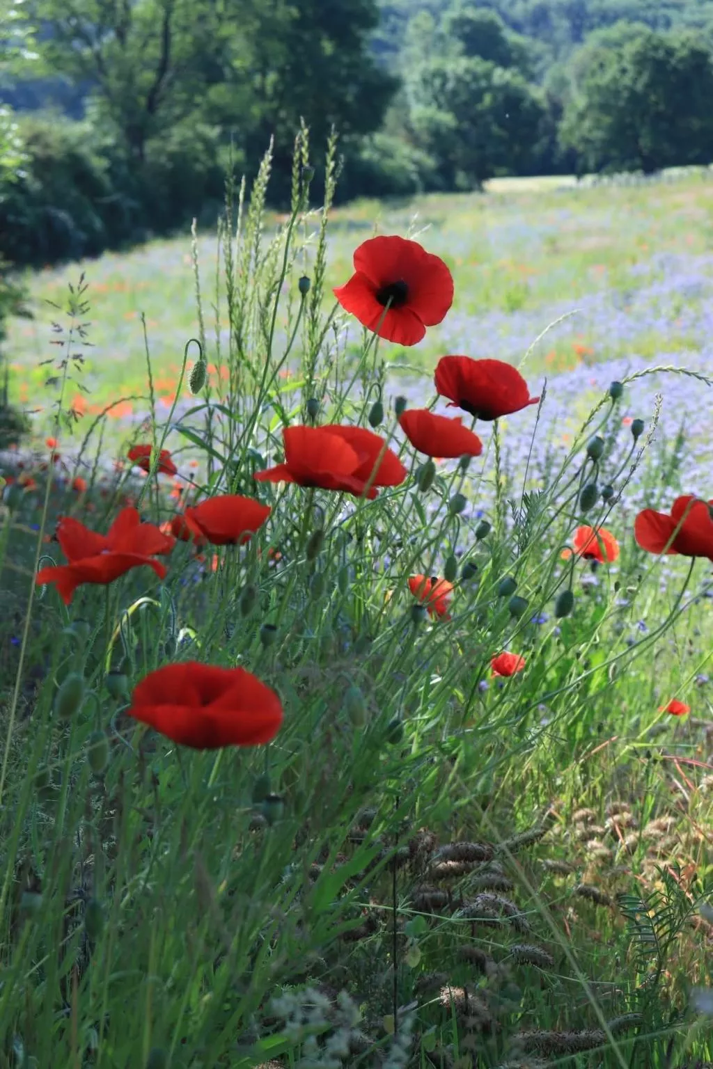 Tiny House Sundancer-Buiten