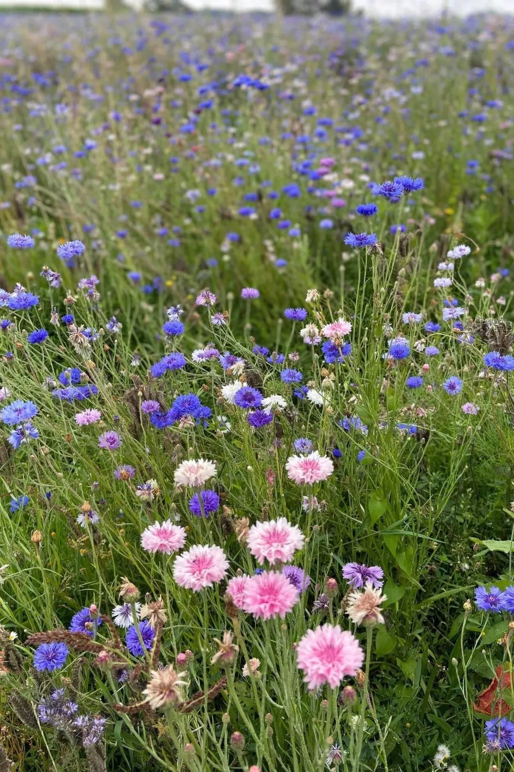 Charmante normannische Ferienwohnung les chataigniers 3 Zimmer-Buiten