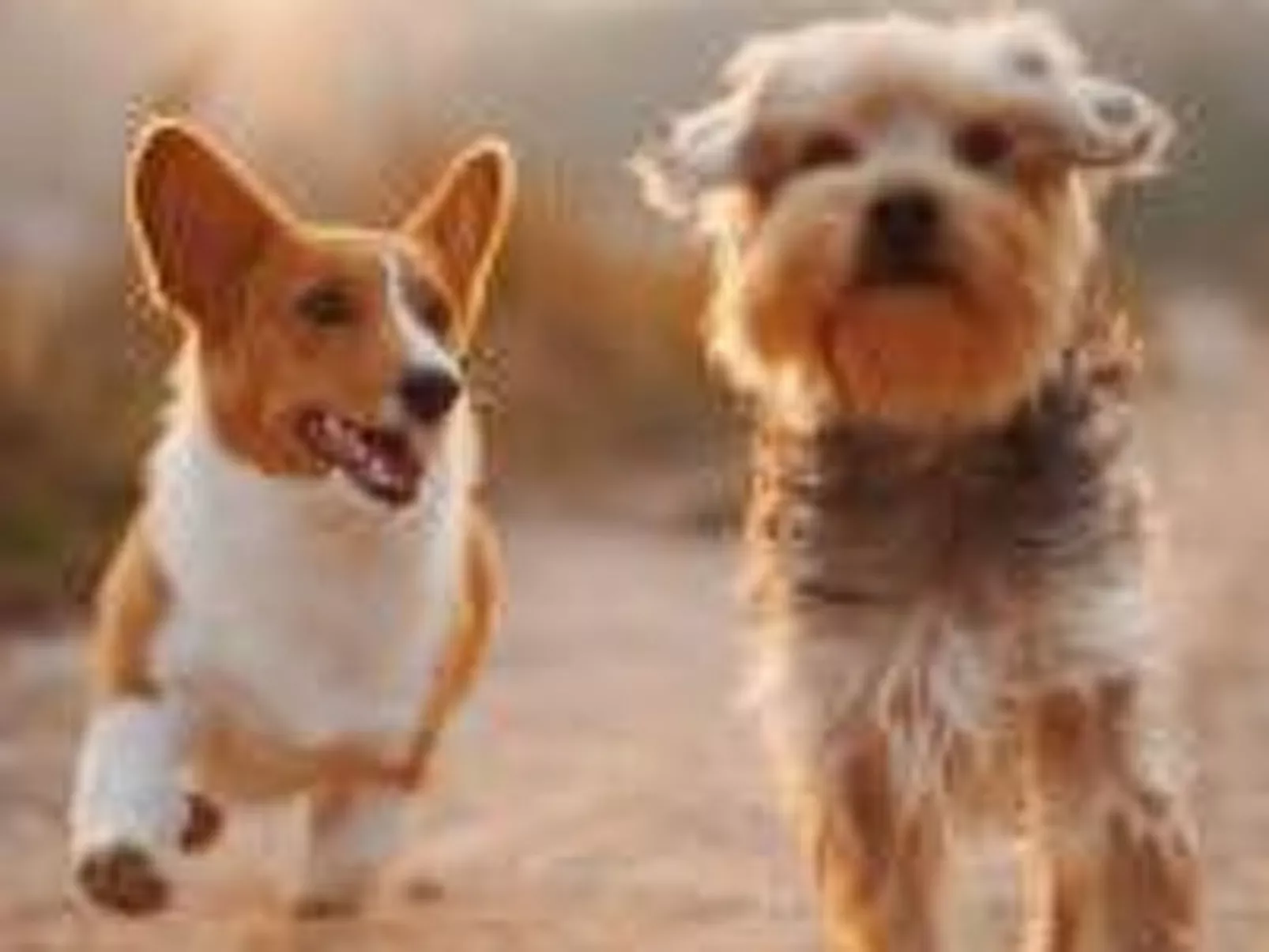 Haus freistehend Sonne Bett 160cm Patio billig