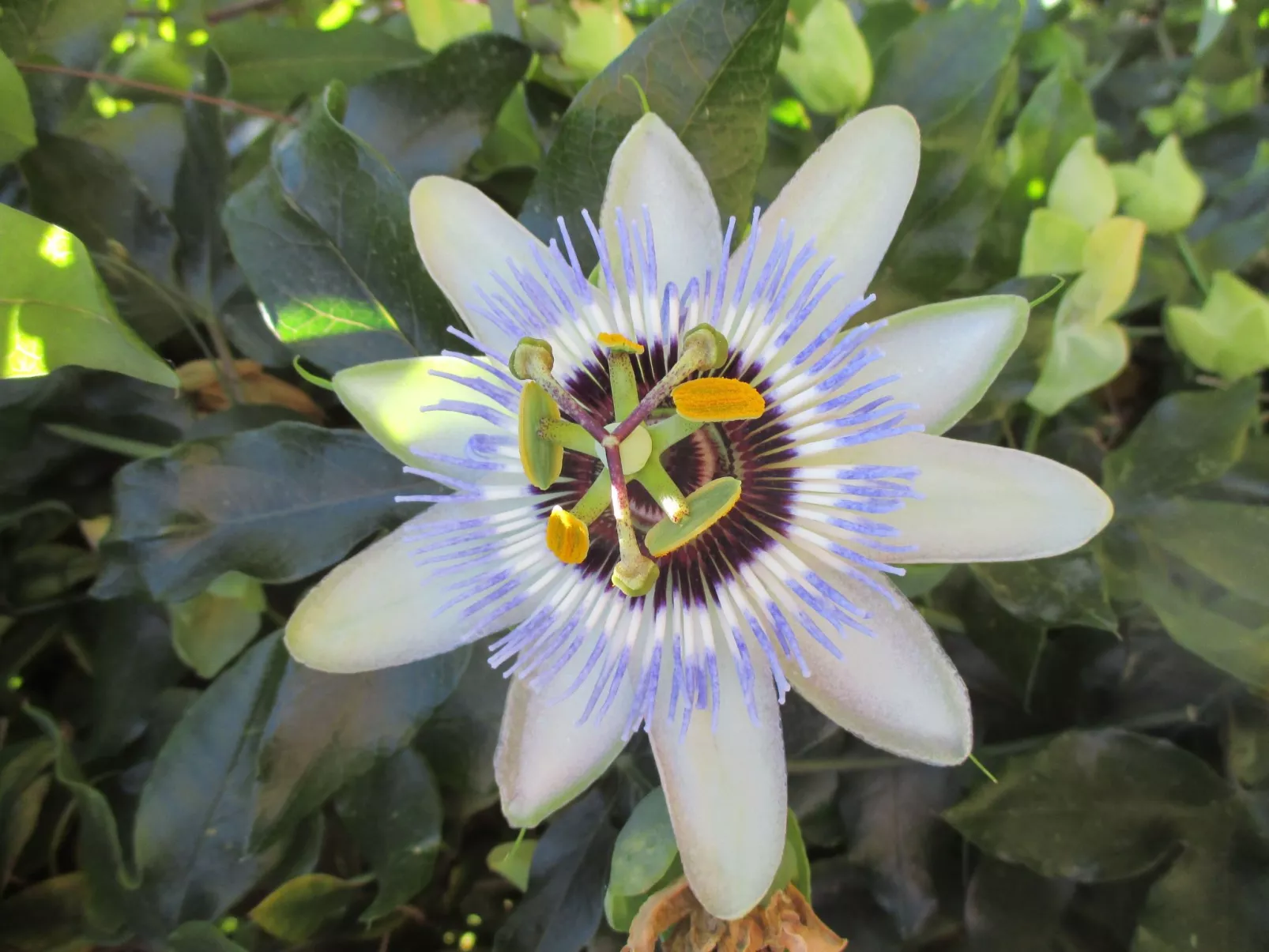 Sole e Ventu 50qm-Image-tags.info