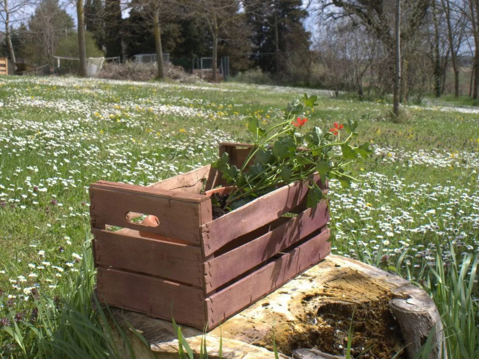 'Casa il Girasole'-Buiten